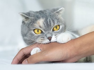 morsure de chat